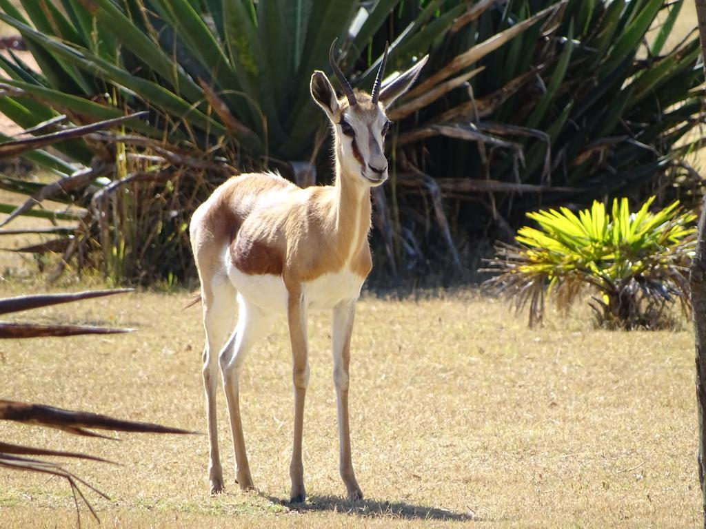 Abba Game Lodge Modimolle Eksteriør bilde