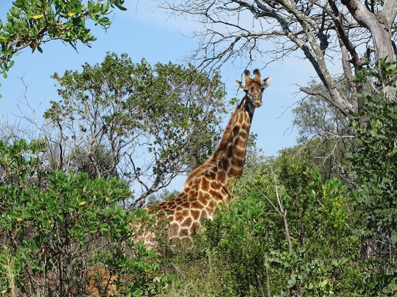 Abba Game Lodge Modimolle Eksteriør bilde